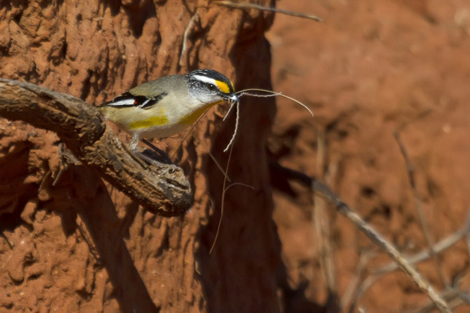 Striated Pardalote (Pardalotus striatus)